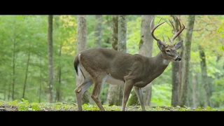 Smoky Mountain Rain - Ronnie Milsap