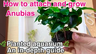 How to attach and grow Anubias in a planted aquarium「An in-depth guide」aquatic plants for beginners