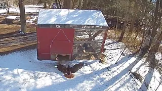 Hungry Hawk Breaks into Chickens' Home and Spawns a Riot || WooGlobe