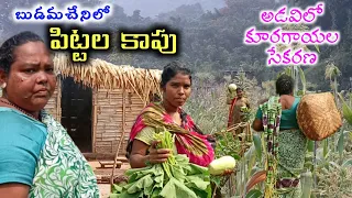 Tribal's Organic vegetable harvest & Birds hunting.#Telugu vlogs of tribals #Millets @MyluRams