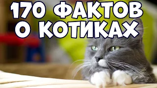 170 INTERESTING FACTS ABOUT KITTIES