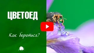 Яблоневый цветоед 🔥 Борьба с вредителем плодовых деревьев