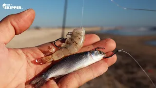 SURF FISHING W/ FRESH BAIT ALWAYS CATCHES FISH! (Mullet + Shrimp)
