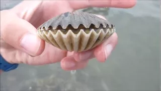 Scallop flipping over!