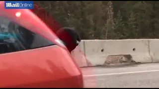 Mother Bear Rescues Cub From Highway