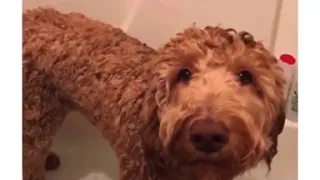 Little pup (dog funny bath, hair cut tiktok)