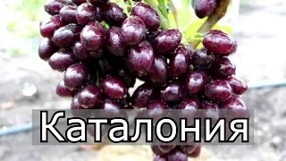 Виноград Каталония. Новая гибридная форма Бурдак А.В. с ультра ранним сроком созреванием.