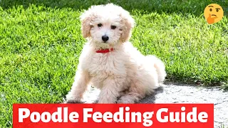 How much and How often should you feed a Poodle dog? | Poodle Diet and Feeding |