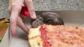 A new pizza rat takes the streets of New York