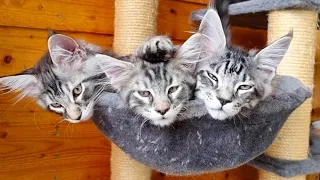 Cuteness in a Basket - Maine Coon Kittens Relaxing Together!