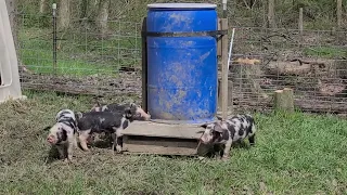 Piggy Antics!