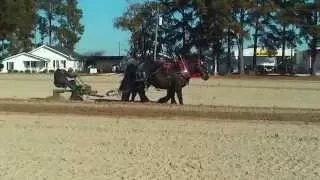 North Carolina Work Horse and Mule Association and Hudson Farm Day