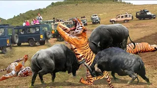 3 Crazy Buffalo Rushed To Defeat 3 Bloodthirsty Tiger