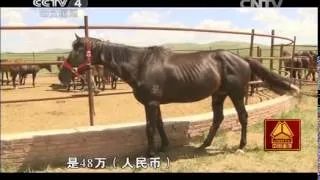 20140728 走遍中国 宝马争锋