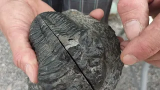 Real vs FAKE Trilobite Fossils