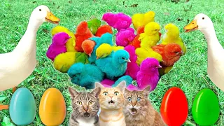 Catch Cute Chickens, Colorful Chicken, Rainbow Chicken, Rabbits, Cute Cat, Duckling, cute animal #1