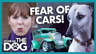 Anxious Whippet is Scared of Cars! | It's Me or The Dog