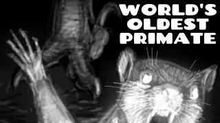 The World's Oldest Primate: Purgatorious