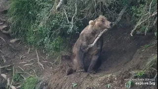 480 Otis Rests and Rubs Against Tree Branch | The Riffles Bear Cam on Explore.org 08/19/2023