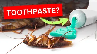 Stop Cockroaches Naturally | Proven Methods to Prevent Cockroach Infestation in Your Home