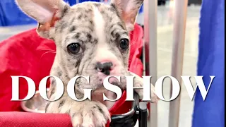 Houston World Series of Dog shows 2022