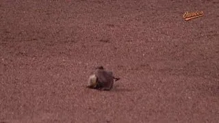 Grounds crew helps injured bat off field