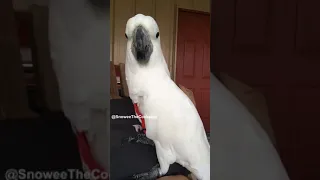 Parrot Imitates Owner and Says Hello to Goat - 1126167