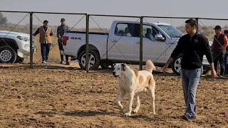 Турнир Тест Испытаний 1ый тур Ашхабад район Ёнгалы -  Turkmen Alabay Turkmenistan!