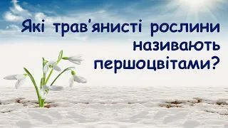 Які трав’янисті рослини називають першоцвітами?