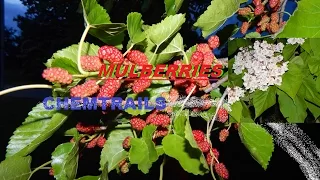 Mulberry Tree | Whats It Tree | Chem-trails