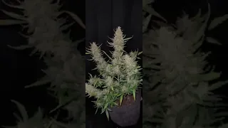 Crescendo Cannabis Grow indoor