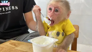 Monkey Lily knows how to use a spoon when eating yogurt