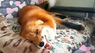 Lisa the Fox makes hilarious sounds when woken up