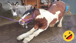 Best funny and cute Horse Videos Compilation Made your day with #4