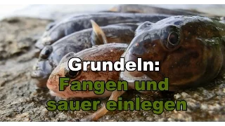 Grundeln: Fangen und sauer einlegen