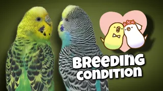 When Are Budgies Ready to Breed?