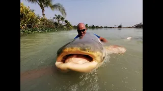 Fishing for Mekong Catfish in Thailand (Pangasianodon gigas)