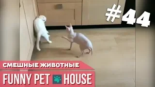 СМЕШНЫЕ ЖИВОТНЫЕ И ПИТОМЦЫ #44 МАРТ 2019 [Funny Pet House] Смешные животные