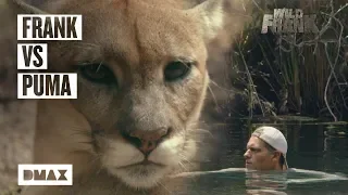 Wild Frank cara a cara con un puma | Wild Frank