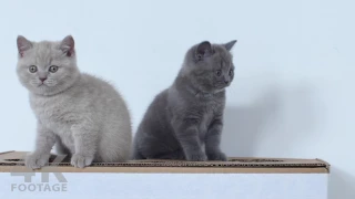 British Shorthair Lilac and Gray kittens - 8 weeks, 4K