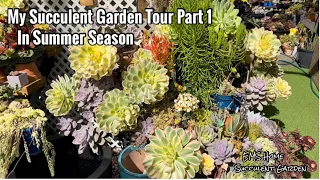 My Summer Succulent Garden Tour Part 1
