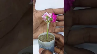 2 in 1 grafting in flower 🌺#grafting #viral #youtubeshorts