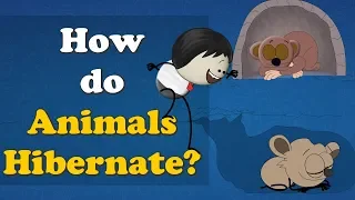 How do Animals Hibernate? + more videos | #aumsum #kids #science #education #children