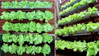 Lush vegetable garden from plastic pipes, growing vegetables at home to provide for the family