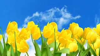 Flower Background Sky. Video Effects HD | 4K Animation Leaves Growth Animation Title Screen AA VFX