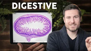Digestive System Histology Explained for Beginners | Corporis