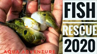 FISH 🎏 rescue 2020 | Barbs, Puffers and aquatic plants | Aqua adventure |