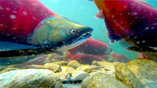 Sockeye Salmon Run, Adams River, British Columbia 2022