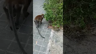 "Удивительные и забавные обезьяны - не сможешь отвести глаз!"