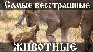 Самые бесстрашные животные и насекомые